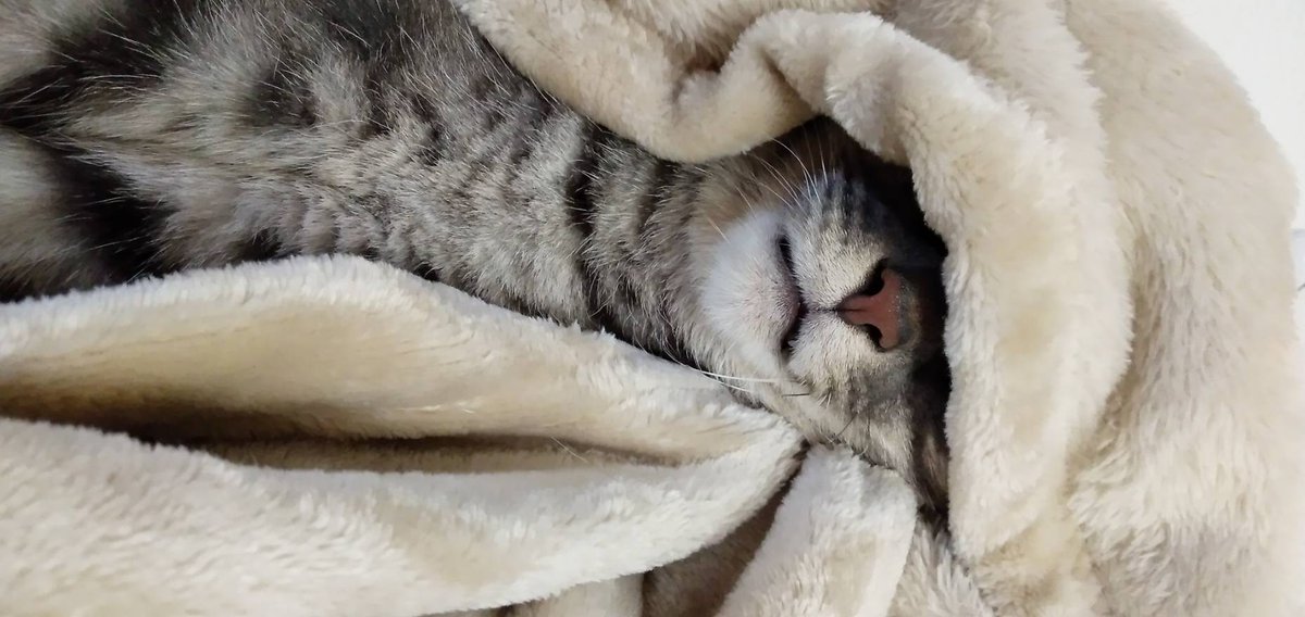 HeTaReONE's tweet photo. ウチの猫でも見ていって下さい。 https://t.co/dyIDF5g92R