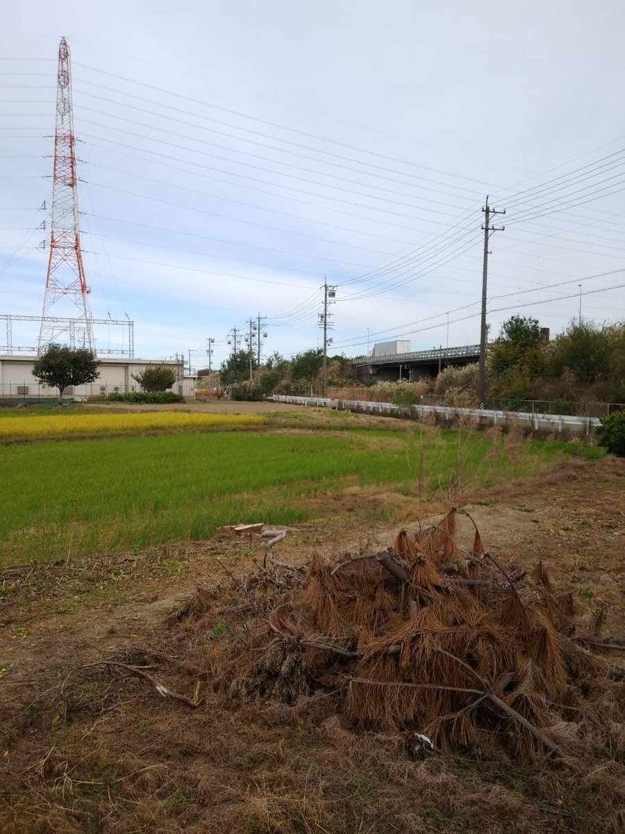 interbenry's tweet photo. 一宮市千秋町にて
雑木の伐採を
やらせて頂きました！

この種の雑木は
放っておくとあっという間に
大きくなります！

どーしよう…とお悩みの方は
早め早めの対応を
オススメします！

雑木・雑草のお困りごとは
ベンリーにお任せください！

#一宮 #岩倉 #��南 #剪定 #伐採 #造園 #何でも屋 #便利屋 https://t.co/XoglwlON79