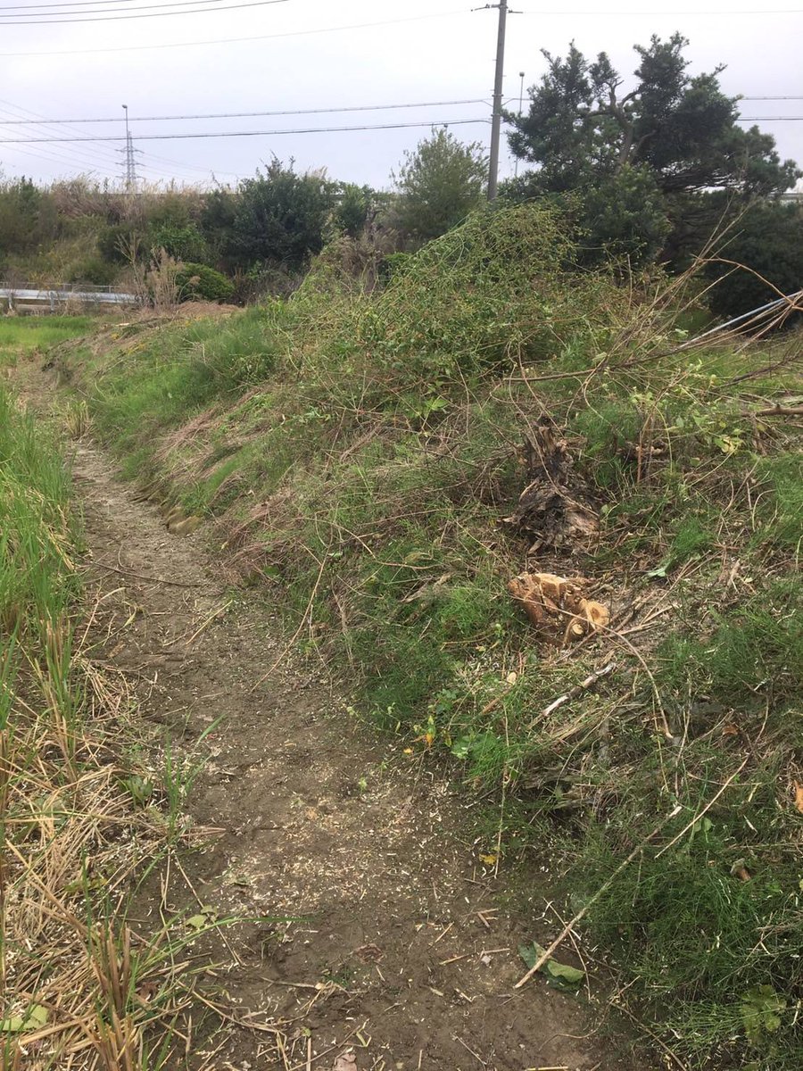 interbenry's tweet photo. 一宮市千秋町にて
雑木の伐採を
やらせて頂きました！

この種の雑木は
放っておくとあっという間に
大きくなります！

どーしよう…とお悩みの方は
早め早めの対応を
オススメします！

雑木・雑草のお困りごとは
ベンリーにお任せください！

#一宮 #岩倉 #��南 #剪定 #伐採 #造園 #何でも屋 #便利屋 https://t.co/XoglwlON79