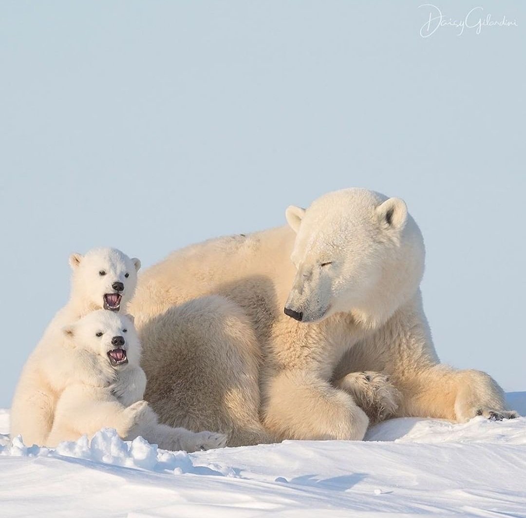 Lady021ll's tweet photo. #baby_bears #mama_bear #PolarBears #playing #brautiful_nature https://t.co/ZxOmjA3Dfg