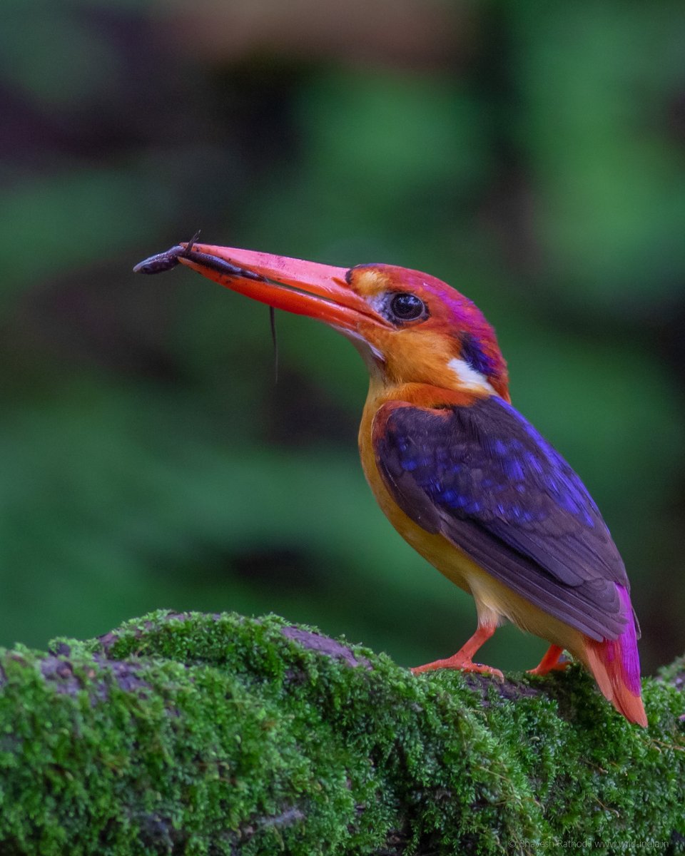 bhaveshnr's tweet photo. Oriental Dwarf Kingfisher (Ceyx erithaca) it mainly feeds on insects, as well as small lizards or frogs

Panvel, Navi Mumbai, India

#wildindiaecotours #birds #birdphotography #birdwatching #wildlifephotography #IndiAves #twitternaturecommunity @Avibase #BBCWildlifePOTD https://t.co/RRD8tU8b2P