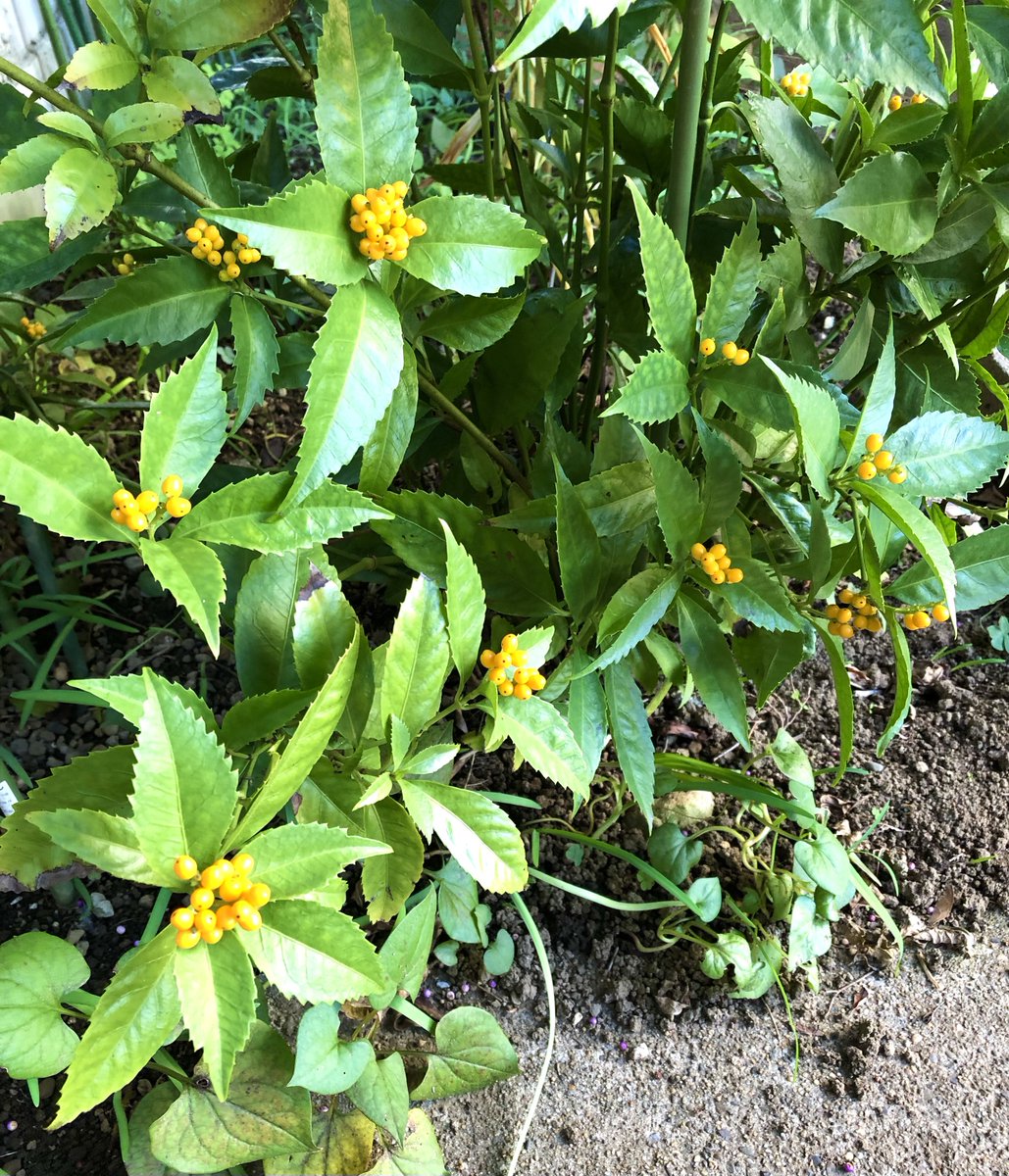 11月の庭 初夏から秋まで咲く花を植えて秋咲きの花を植えてないので 我が家の 星崎真紀 魔法のリノベ全４巻のイラスト
