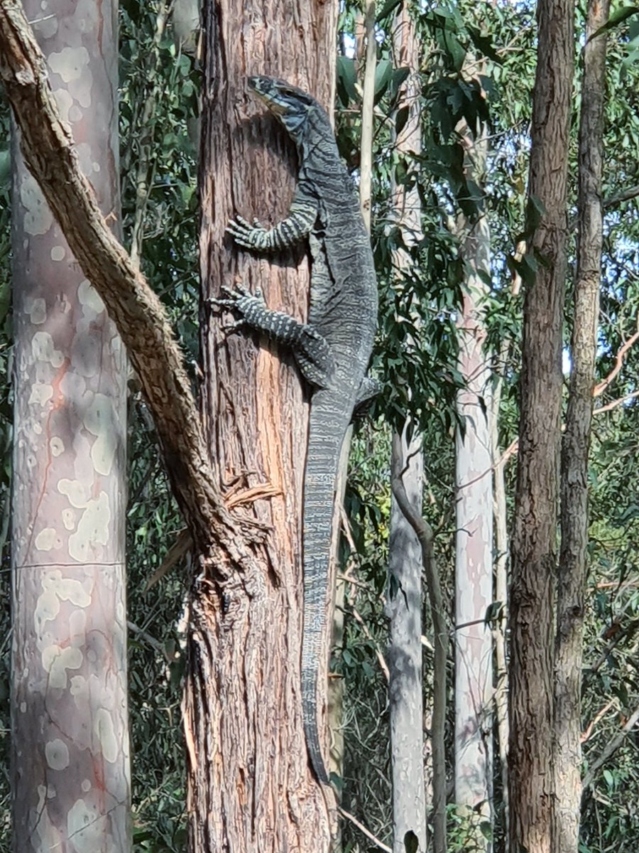 Be_Write_Back's tweet image. This is the third goanna I've seen on my walk today. These guys freak me out since I've seen them hunt my chickens. I think I might go home to write today.Send help if I don't make it 😄  #WritingCommunity #auswrites