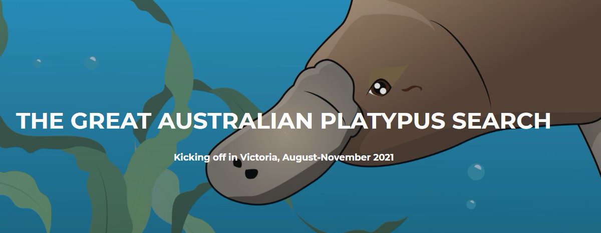 VanessaLucy_'s tweet image. Only a few more weeks left of 2021's Great Australian #Platypus #Search where you can help collect eDNA samples as part of this citizen science mega event. There's 160 sites across Melbourne &amp;amp; VIC that still need to be sampled (you get sent an eDNA kit): thegreataustralianplatypussearch.org