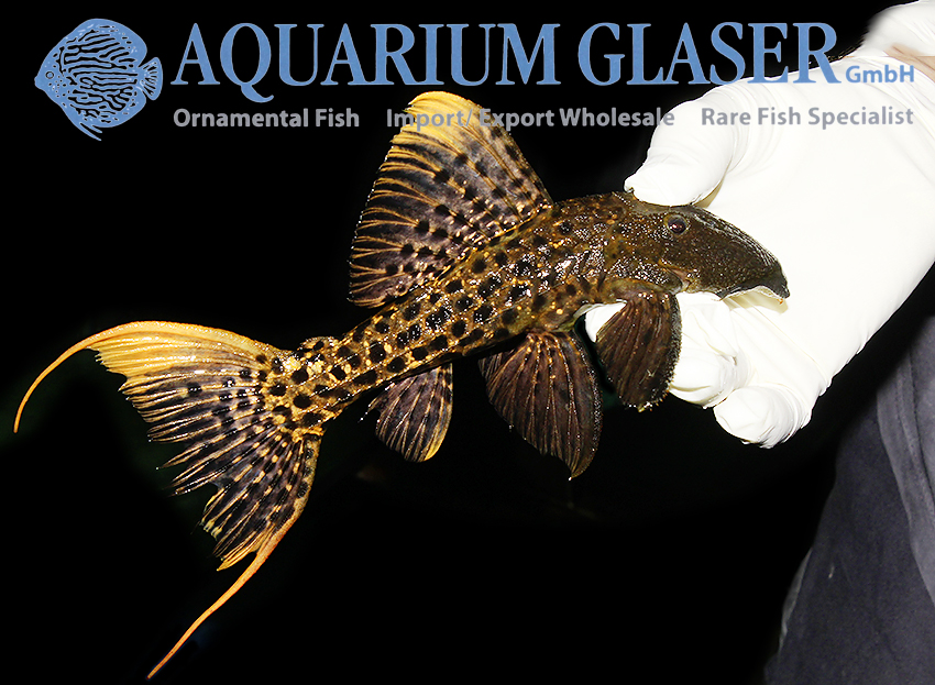 aquariumglaser's tweet photo. #Pseudacanthicus sp. #L273 #Titanic
find more details and pics @ https://t.co/kgExUnuDLM https://t.co/Y6ICxkXee7