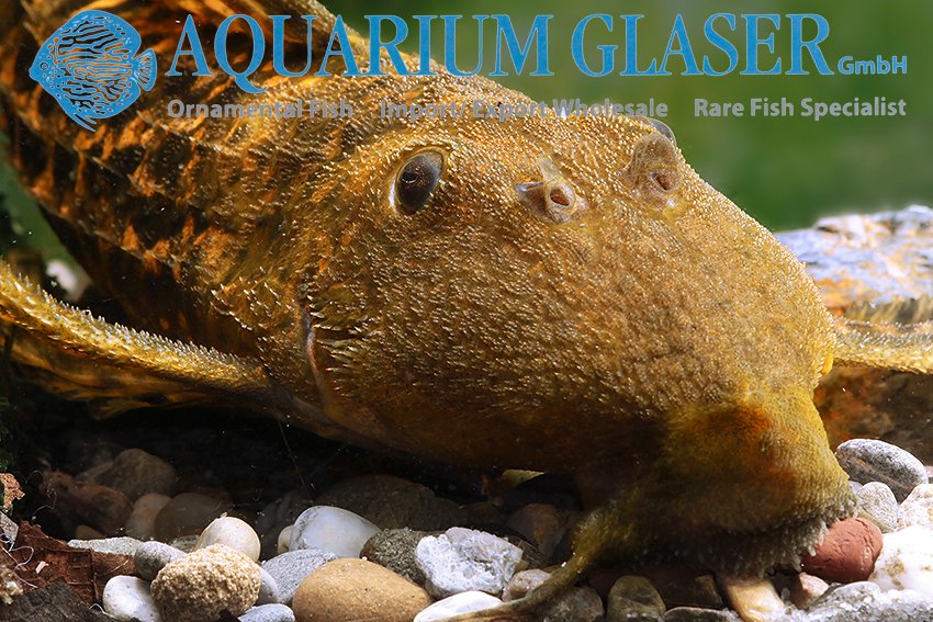 aquariumglaser's tweet photo. #Pseudacanthicus sp. #L273 #Titanic
find more details and pics @ https://t.co/kgExUnuDLM https://t.co/Y6ICxkXee7