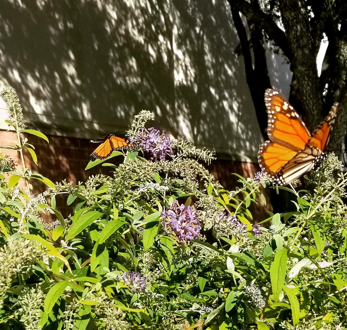 mmtxproperties's tweet photo. Today was not a particularly good day, in fact hardly at all. Tomorrow many pieces have to be picked up, brushed clean and made right for sanity to rule once again. But before today becomes yesterday, there was this brief moment when chaos bowed to the dance of two butterflies... https://t.co/wwIxJvbgJx