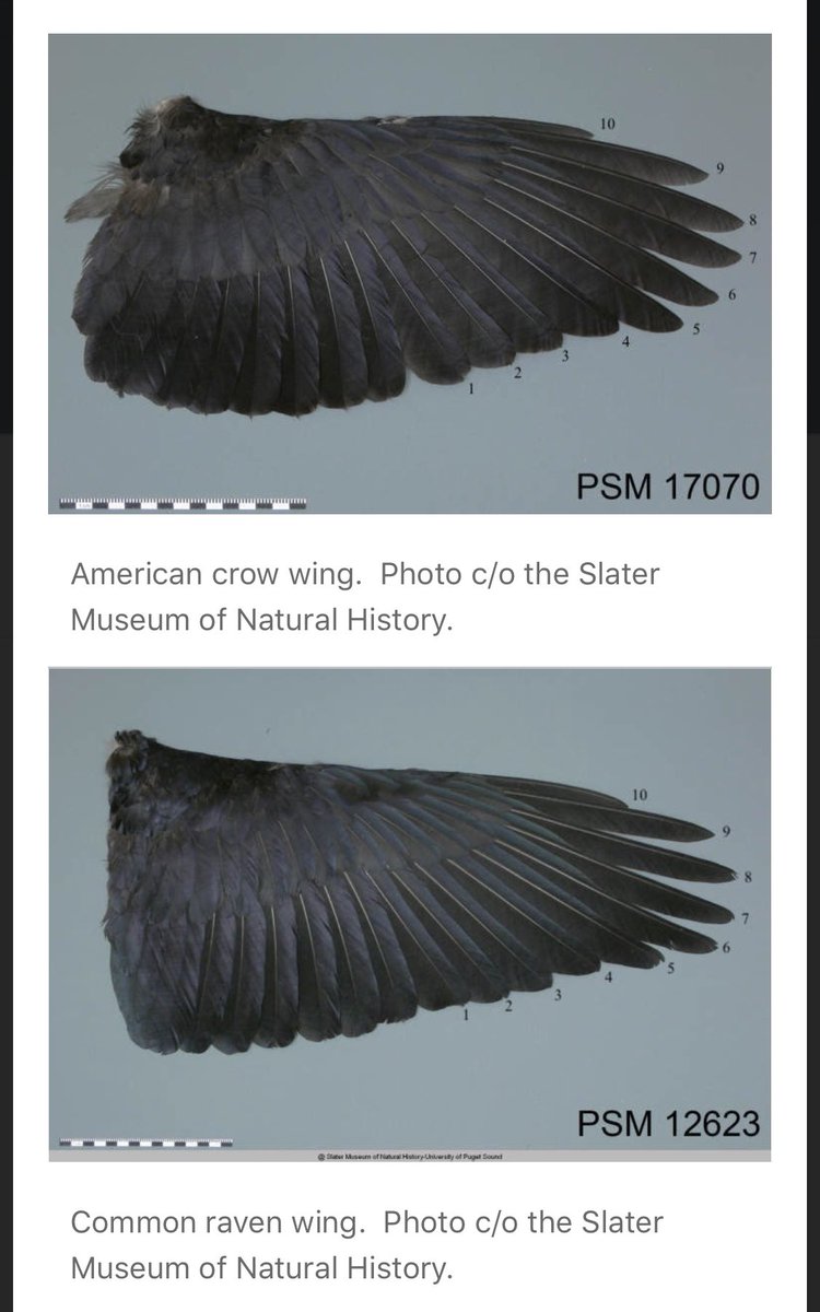 corvidresearch's tweet photo. It's time for the #CrowOrNoReveal! Today's bird is a common raven &amp; there were several good clues to pay attention to. First, the tail-it's a wedge shape, albeit a little obscured. 2nd was the 4 "fingers", and 3rd was the shape of the mouth. See pics for details. TY for playing! https://t.co/1247nAxRXH