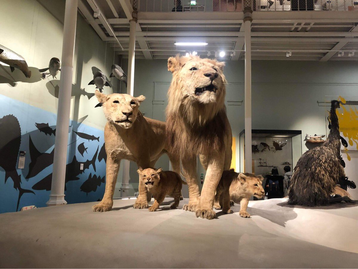 FunkyEllas's tweet image. The National Museum of Scotland is just one of many free to enter museums in Edinburgh that is perfect to take the kids to on a rainy day #Edinburgh