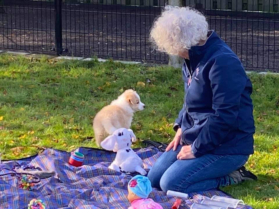 hannes204's tweet image. Puppygedragstest bij Border Collie!
Deze keer niet in opdracht van de fokker maar van pupkoper!
Love it als mensen dat extra stapje willen doen om te kijken of de pup bij hun situatie past, is ten slotte in beider belang ❤