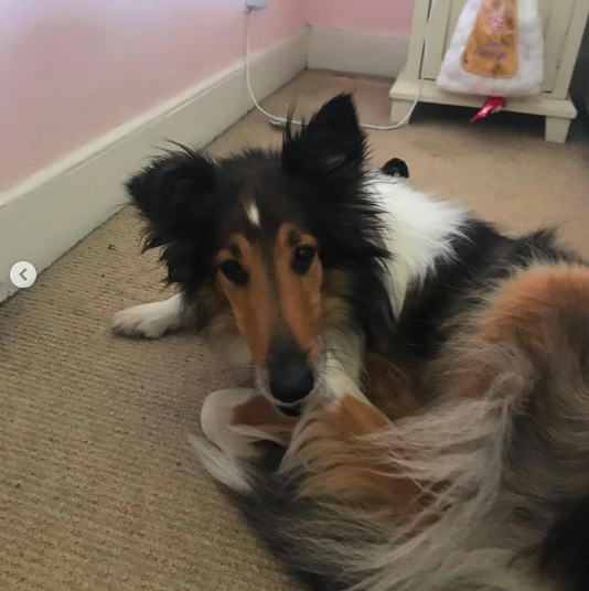 Hi everyone my dog suki disappeared from my parents house in Rathgar D6 early this morning 😭💔 she’s a very shy collie with brown, black and white fur wearing a bandana, we don’t know how she disappeared or where she went but we are DESPERATE to get her back💔💔💔💔💔