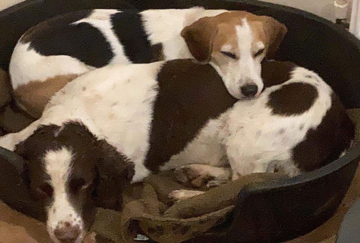 #SpanielHour GRACE & DANNY #Missing from Holiday Kennels, and have been spotted in #MartinsWood #Somerset. #Beagle / #Springer #Spaniel. facebook.com/groups/1674297… @PcsharonPage @MolliePug @MissingPetsGB @RachaelB100 @bs2510 @MsTKIndeed @gelert01 @thedogfinder @Spaniels_Rule