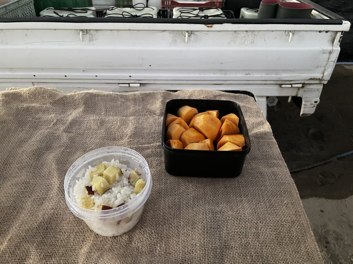 asami_kj's tweet photo. コンテナ集め→ツル刈り→ハウスへ戻ったら、秋の味覚が！
なんて素敵な差し入れ😭✨
パワー出ました！！！
ご馳走様でした🙏✨✨

#さつまいも https://t.co/kc3I7utjen