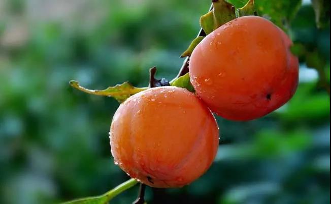 meetinshanghai's tweet photo. #food Autumn in #Shanghai means persimmons and osmanthus desserts! Here are exceptional examples of each! https://t.co/uvaREVuOXE