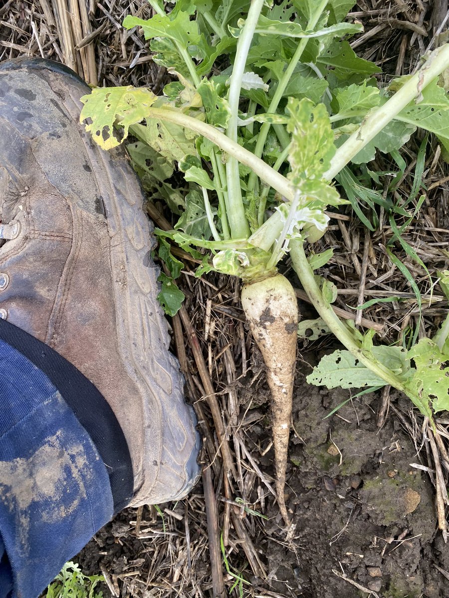 golfnshoot's tweet photo. @SkyAgriculture @SustEnvFarming first wheat growing through cover crop. Not bad first attempt. #onlyatrial #toochicken https://t.co/IUbCSwGBqt