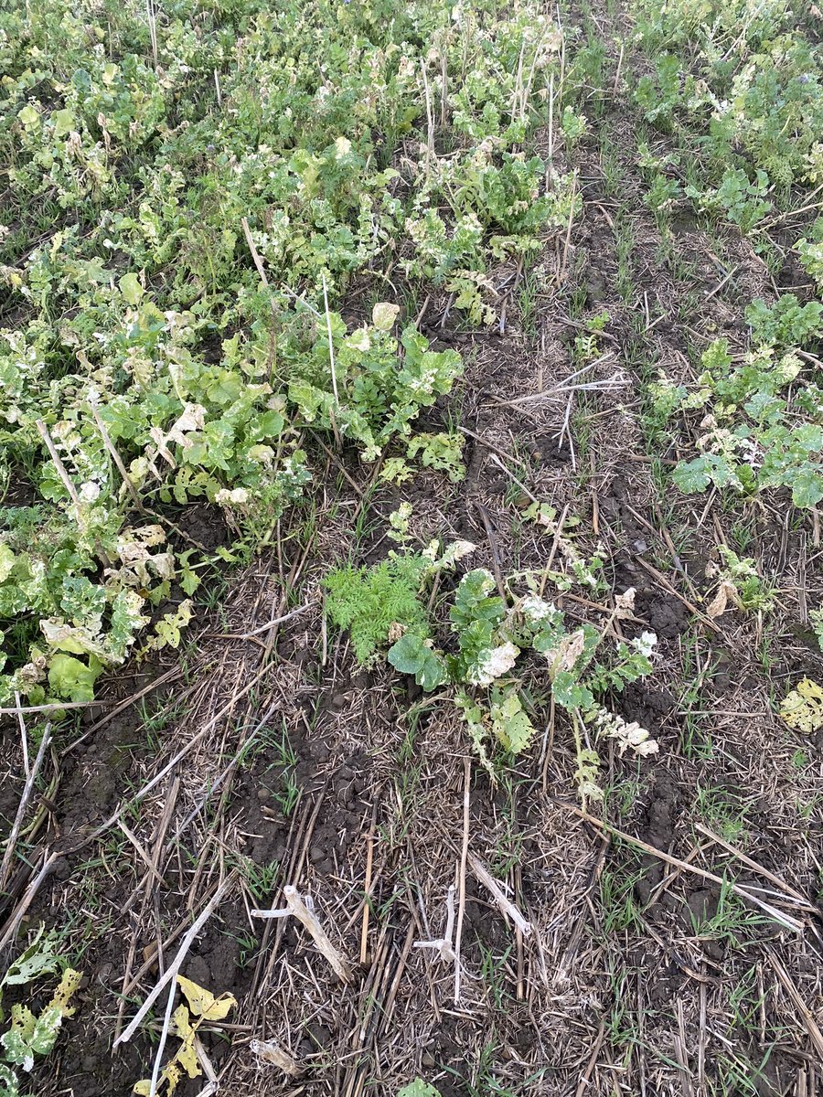 golfnshoot's tweet photo. @SkyAgriculture @SustEnvFarming first wheat growing through cover crop. Not bad first attempt. #onlyatrial #toochicken https://t.co/IUbCSwGBqt
