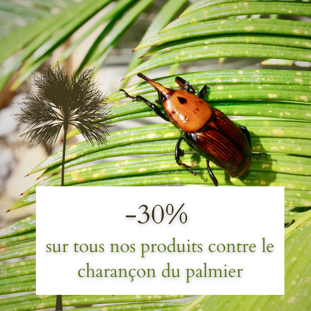 GreenControl_'s tweet image. Alors que la saison se termine, le charançon rouge du palmier continue ses ravages en Europe, et cela pour encore quelques semaines 🌴

Sur green-control.fr, retrouvez nos produits biologiques contre ce ravageur à -30%. 

green-control.fr/forets-et-orne…

#nopesticides #palmier