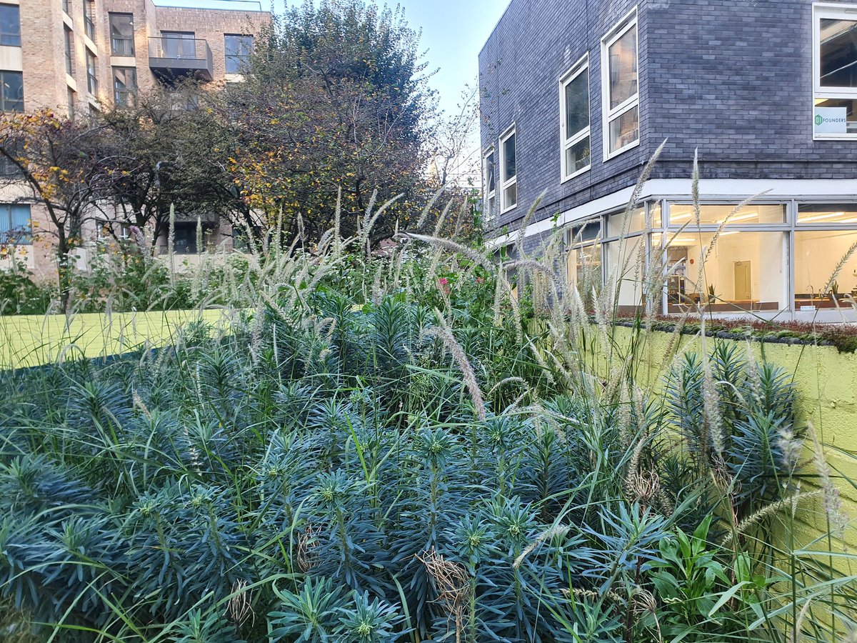 Euston Town (@eustontown) on Twitter photo A visit to the <a href="/Westking/">Ricardo Reys West King</a> #eustongreenlink #pocketpark this morning put a smile on our faces... what a difference thriving planting & wildlife can make to the urban environment. More quality green space is needed to start seriously addressing #climatechange as a neighbourbood. A visit to the <a href="/Westking/">Ricardo Reys West King</a> #eustongreenlink #pocketpark this morning put a smile on our faces... what a difference thriving planting & wildlife can make to the urban environment. More quality green space is needed to start seriously addressing #climatechange as a neighbourbood.