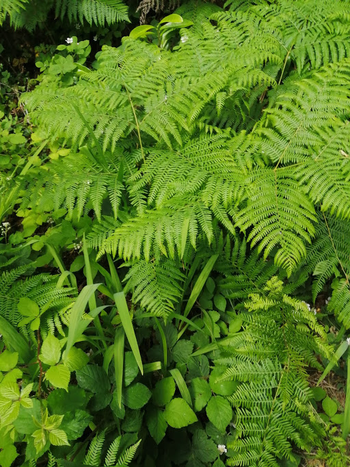 ashfordcastle's tweet photo. #LetsbuildanARK is about giving land back to nature and allowing it to heal and re-wild through natures natural processes.
We did exactly that when we joined the movement early this year and we are proud to boast that at least 50% of our estate is an ARK. https://t.co/NeZinY7ibj
