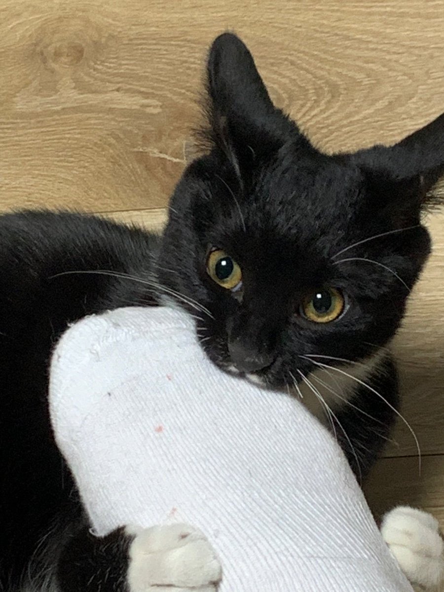 Coldoxygen_00's tweet photo. あしがすきな猫、かわいい

#猫 #cat https://t.co/S6xbfYCpWW