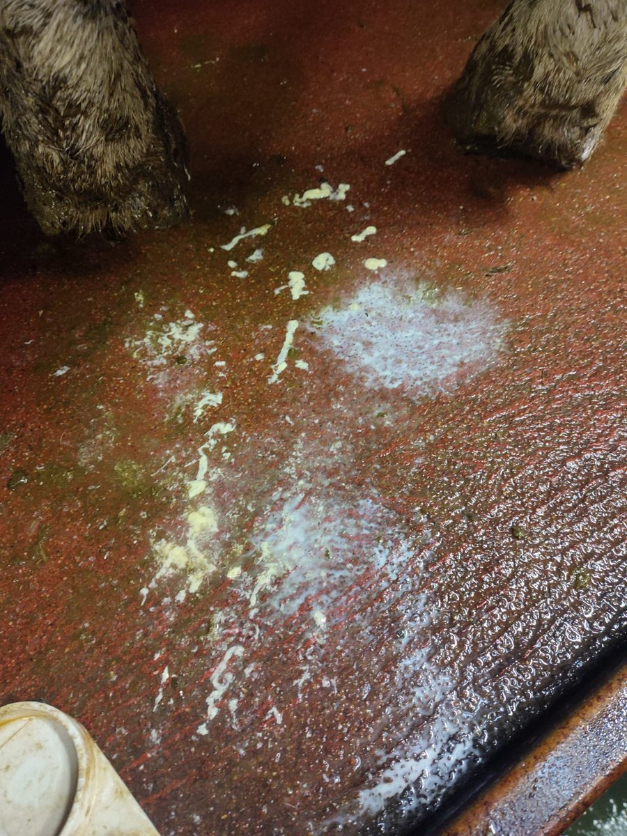 CowManagerIRL's tweet photo. Phone went off late last night, two CowManager health alerts. Both checked first thing this morning, 1629 lame with a drop and 1423 in the very early stages of a case of mastitis (no swelling). Both treated early and on the road to recovery! #GrassToMilk #Farming365 @CowManager https://t.co/E8w5FvN8E1