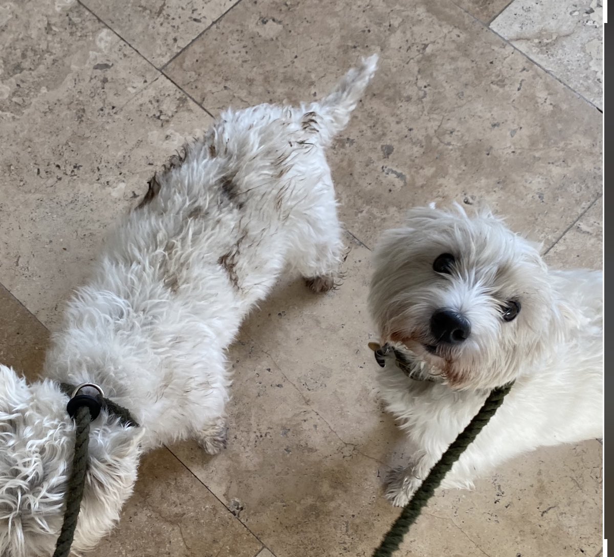 OneoftheFamily1's tweet photo. You gotta roll with it. You gotta roll in it. Not pleasant. Why’s the attraction? Do we know? #misty #maisie #mingin #malodorous #merd https://t.co/vftEncHAdL