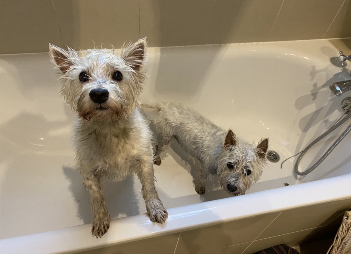 OneoftheFamily1's tweet photo. You gotta roll with it. You gotta roll in it. Not pleasant. Why’s the attraction? Do we know? #misty #maisie #mingin #malodorous #merd https://t.co/vftEncHAdL