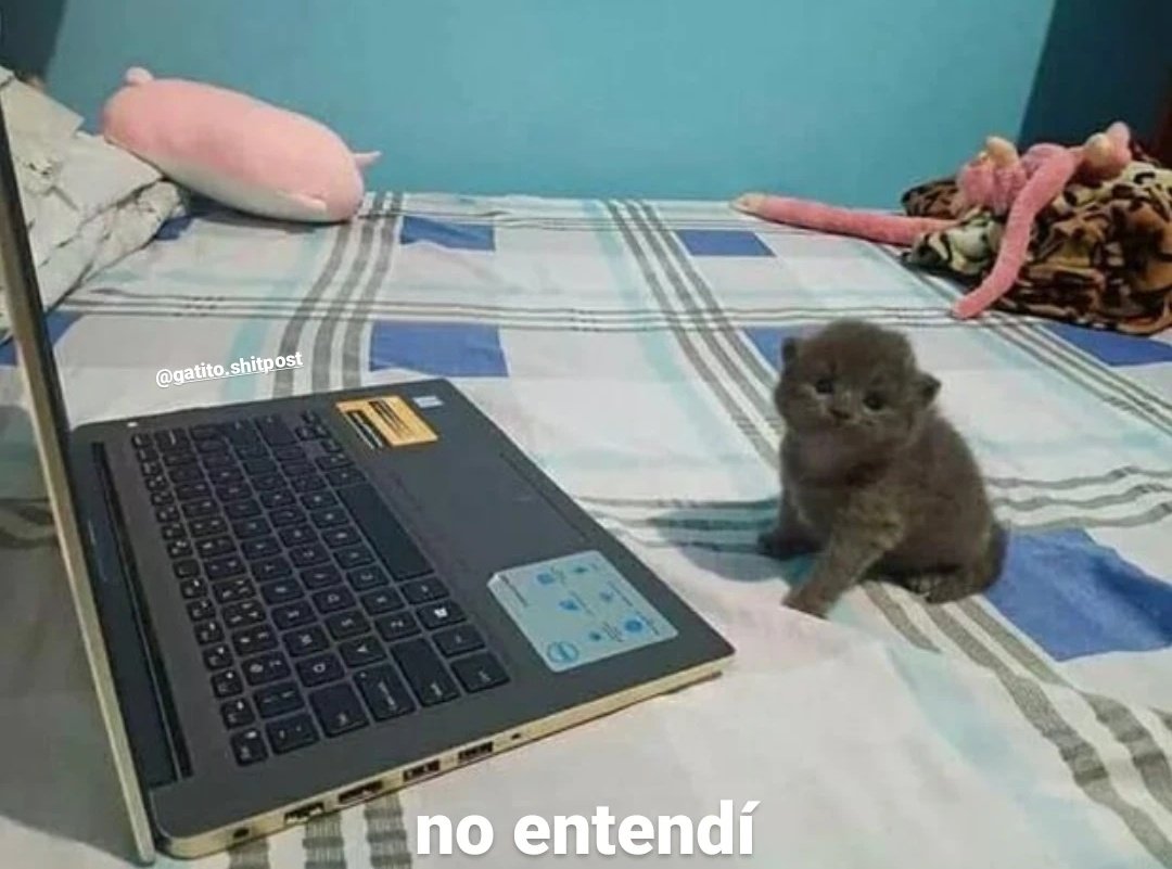 gatito_shitpost's tweet photo. yo: *me graduo en la universidad*

también yo: https://t.co/SjO73jIUiG