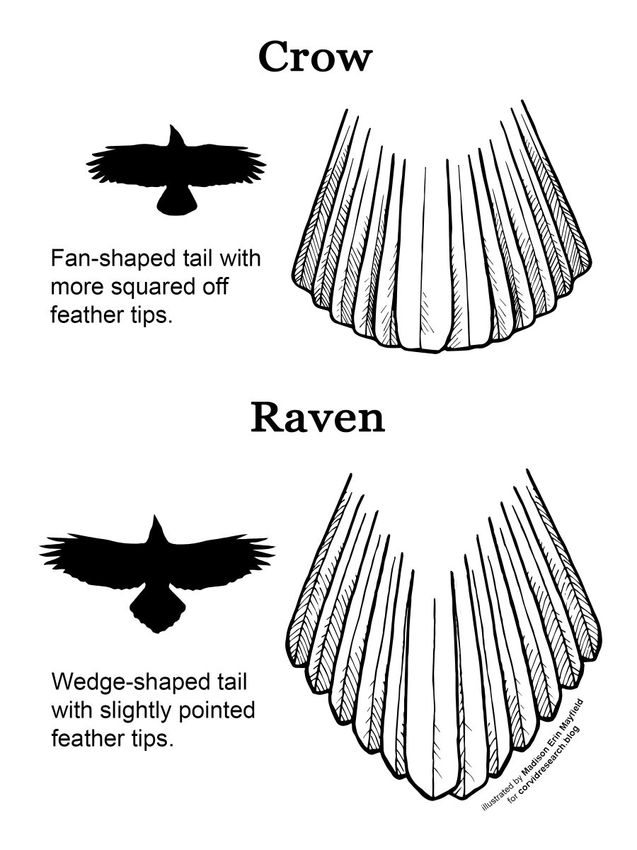 corvidresearch's tweet photo. It's time for the #CrowOrNoReveal! Today's bird is a common raven &amp; there were several good clues to pay attention to. First, the tail-it's a wedge shape, albeit a little obscured. 2nd was the 4 "fingers", and 3rd was the shape of the mouth. See pics for details. TY for playing! https://t.co/1247nAxRXH