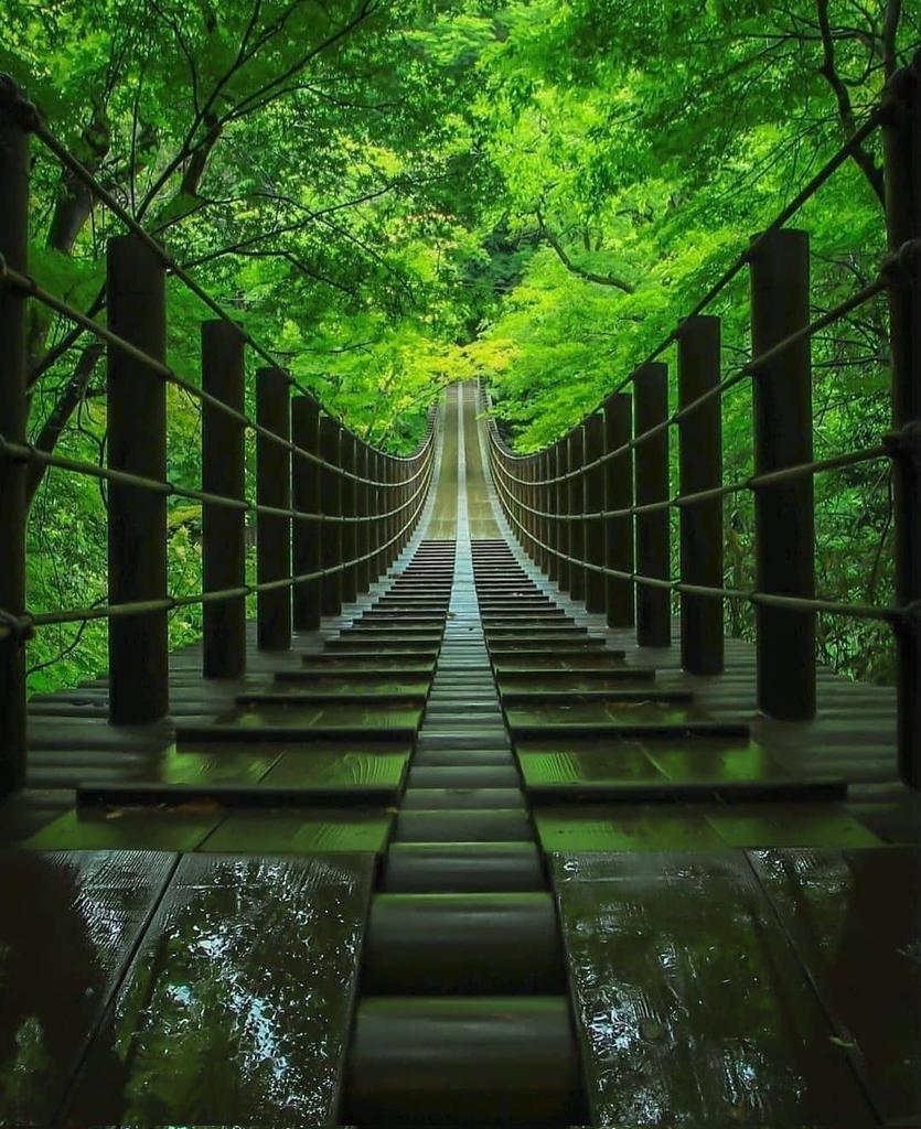 rima0rima's tweet photo. Japon ❤️
#NaturePhotography #nature https://t.co/40KSJ2pYds