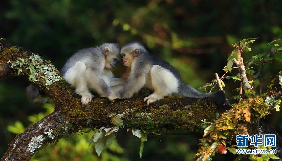 AmazingPuer's tweet photo. Let me help you get out of lice. Recently, two babies of the black snub-nosed #monkeys were seen having fun in the wilderness of the #Baima Mountain nature reserve in northwest #Yunnan. https://t.co/FRpFwFbBrj