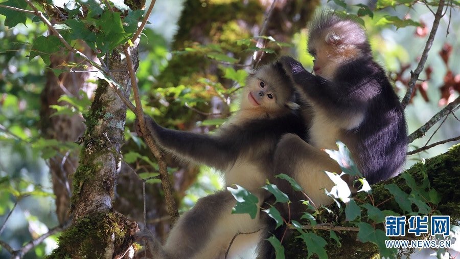 AmazingPuer's tweet photo. Let me help you get out of lice. Recently, two babies of the black snub-nosed #monkeys were seen having fun in the wilderness of the #Baima Mountain nature reserve in northwest #Yunnan. https://t.co/FRpFwFbBrj
