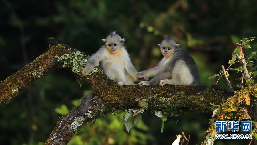 AmazingPuer's tweet photo. Let me help you get out of lice. Recently, two babies of the black snub-nosed #monkeys were seen having fun in the wilderness of the #Baima Mountain nature reserve in northwest #Yunnan. https://t.co/FRpFwFbBrj