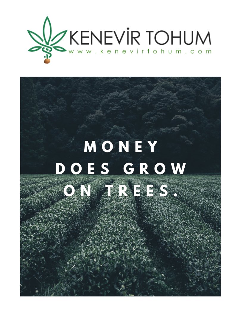 Para ağaçta yetişir /Money does grow on trees #kenevir #hemp  #kenevirtohumu #hempseed #kenevirfaydaları #keneviryetiştirmek #cbdoil #trade #textile #money #paraağaçtayetişir #moneydoesgrowontrees