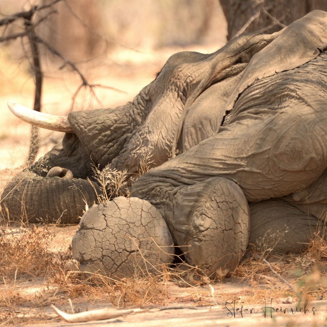 Elephant-Human Relations Aid tweet media