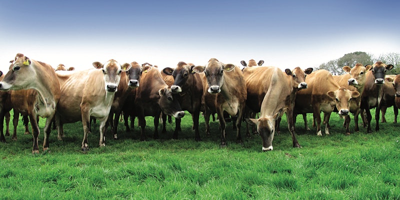 Genuine Jersey (@genuinejsy) on Twitter photo Places at this year's <a href="/farm_jersey/">Farm Jersey</a> Conference 2021 - Farming Horizon are available for all businesses and individuals who have an interest in the rural economy, register for your place here : bit.ly/JFC2021Tickets
#genuinejersey #jerseyci #farming #supportlocal #farmJersey Places at this year's <a href="/farm_jersey/">Farm Jersey</a> Conference 2021 - Farming Horizon are available for all businesses and individuals who have an interest in the rural economy, register for your place here : bit.ly/JFC2021Tickets
#genuinejersey #jerseyci #farming #supportlocal #farmJersey