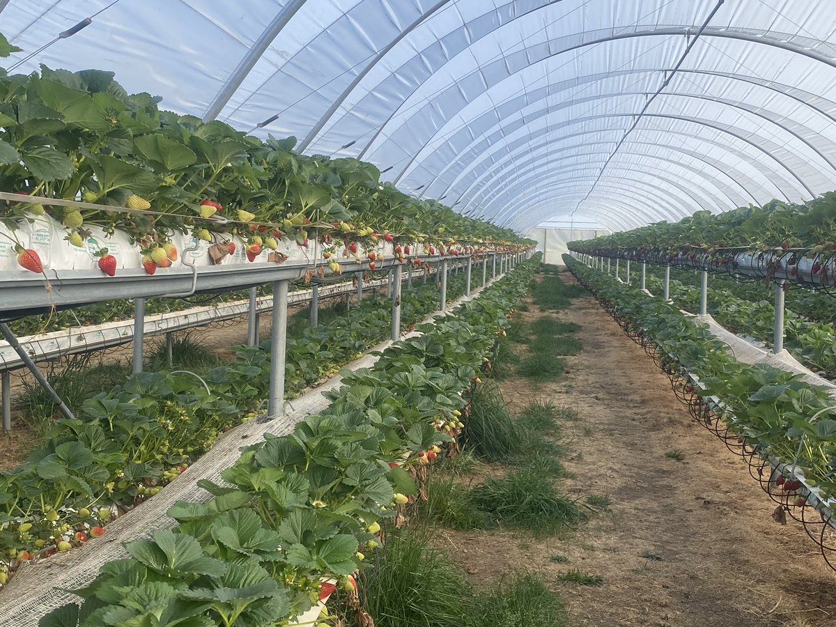 Weeredbarn's tweet photo. We are picking, away. Email if you looking for Work 6 days a week https://t.co/LpUgIW3Tsp
