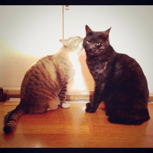 ギンとムギがいちゃいちゃしてる写真といつかの初夢まんがを発掘しました。 