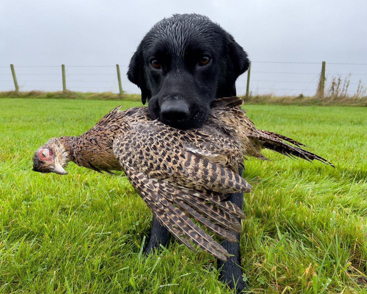 lurcherwork's tweet photo. Roadkill dog fetching me some ferret food 😂
#workingdog #gundog #blacklab #birddog #workinglab https://t.co/Y1yIG5tHRZ