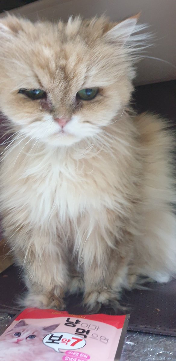 Hey J my beautiful kid still young girl 15years😚😚😚❣❣❣❣#cat #catgirl #cats #catlover #animallover #Puppies #DogLover