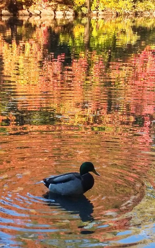 When the Lighting is Right.....
#fall #reflections #colors #mycentralpark #nyc #centralpark  #ThePhotoHour #fallfoliage @discovering_NYC @spann @JohnnyParker012 @cityguidenyc @agreatbigcity @ThePhotoHour @My_Cen_ParkNYC @CentralParkNYC