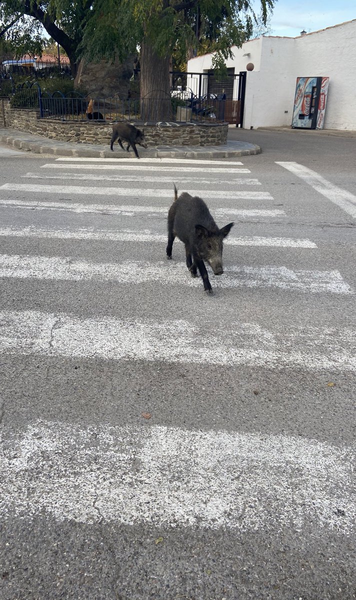 Petitegraine tweet media