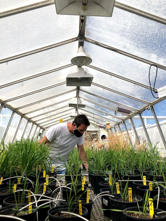 Meet Dr. Gilad Gabay, Vaadia-BARD postdoc fellow, who is getting to the roots of drought resistance in wheat at the <a href="/ucdavis/">UC Davis</a> <a href="/UCDavisPlants/">UCDavisPlants</a>  bard-isus.com/sfpds/Details/…