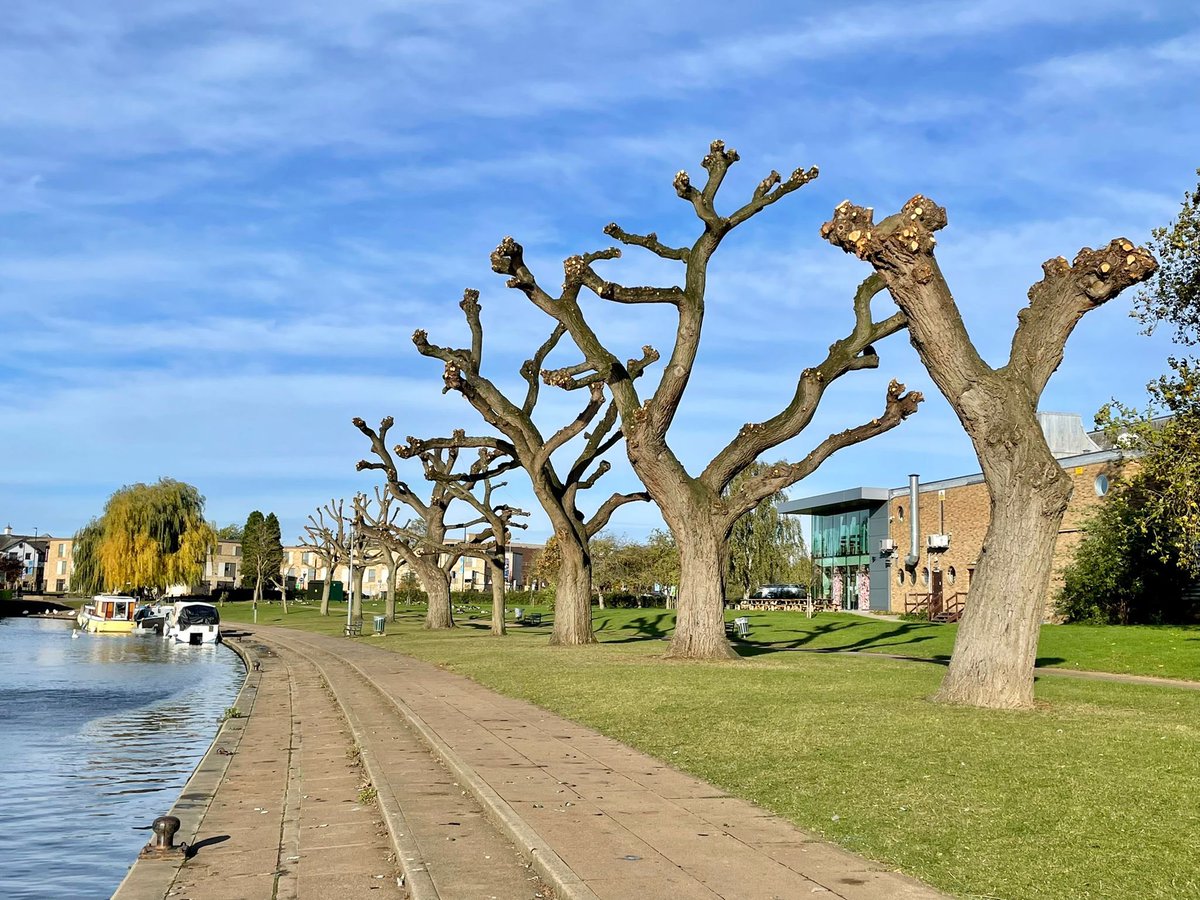 Golden Tree Surgeons tweet media