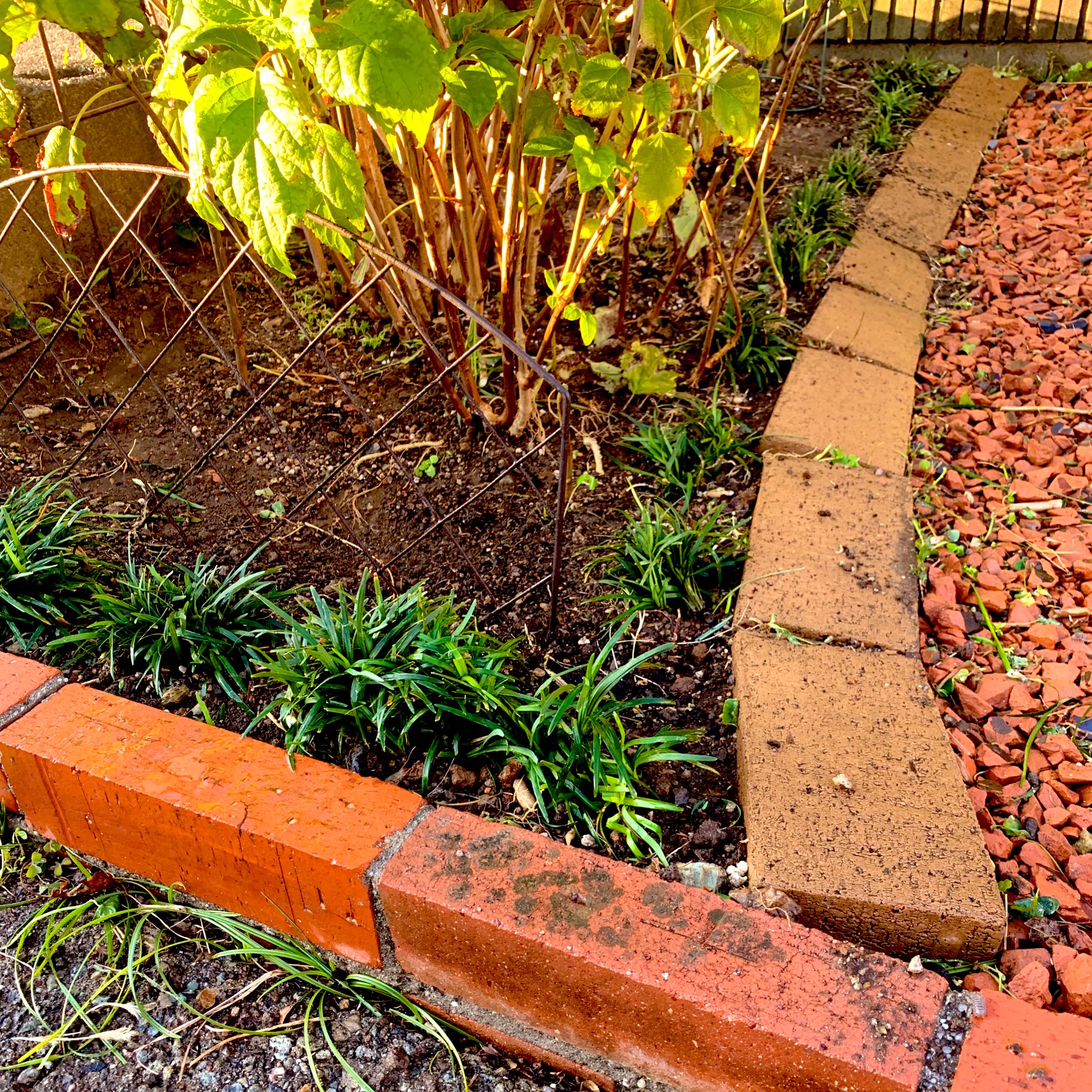 ちーちー 玉竜 リュウノヒゲ 別の場所で増えたものを株分け 花壇の土留め要員 今日は天気がいいので作業が捗りました T Co Byxjartkkx Twitter