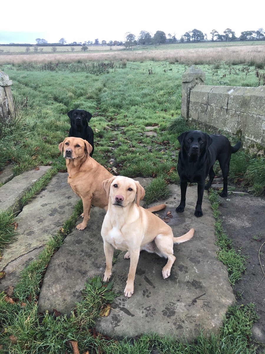 swingwithrhythm's tweet photo. ⁦@ResponsePS⁩ #TreeClub #Labclub #Ricketybridgeclub Good morning all….have a great day. https://t.co/dwV6c6lgqB