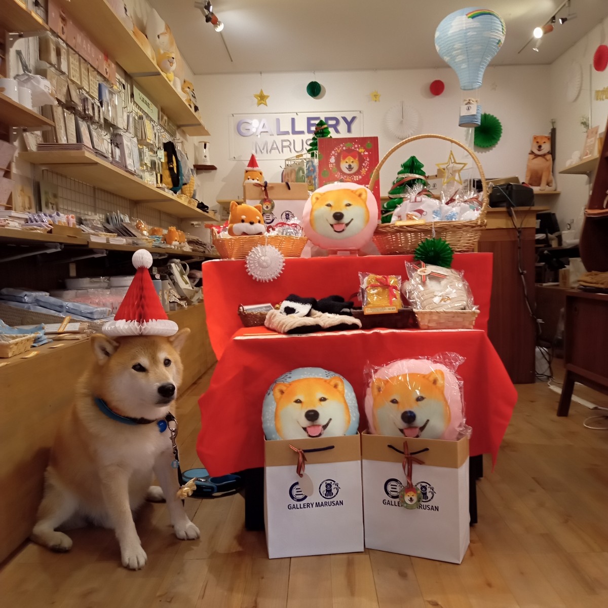 柴犬まるgallery Marusan Gallery Marusan Twitter 柴犬まるgallery Marusan Gallery Marusan Twitter