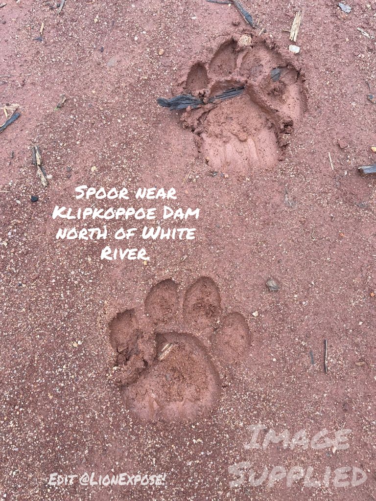 MAKOKO NUMBI. Young Male Lion still Loose. Tracking is hard due to rain. He wandered Kruger. Manyeleti is buffer zone .Dispersing he has no idea of danger of Communties &amp; would cover large distance to escape pressure. Carnivore unit please keep him alive! likely N of White River