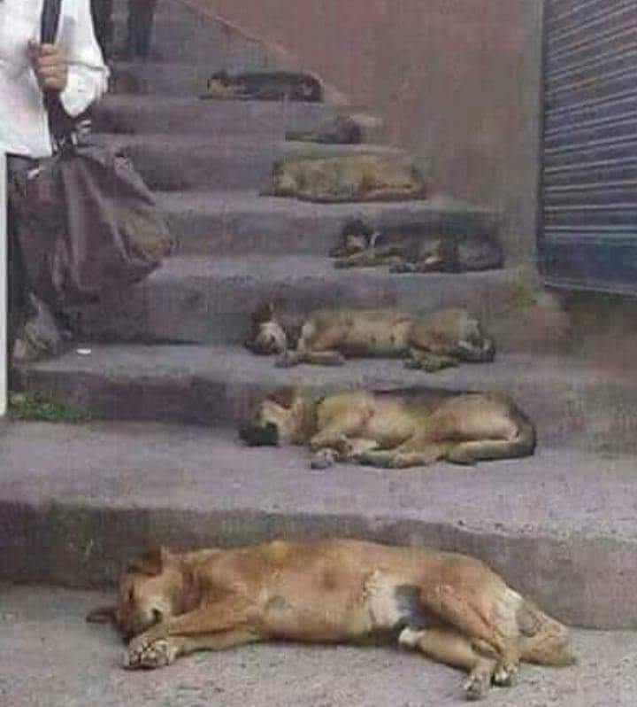 کامیابی کی ہر سیڑھی پر ایک کتے سے آپ کا واسطہ پڑے گا۔۔۔ اس سے الجھے بغیر آگے بڑھنے والا ہی منزل تک پہنچتا ہے۔۔