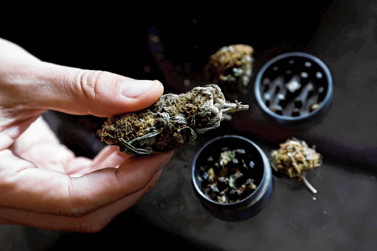 Ken jij het verschil tussen sativa en indica?

„Onder cannabisgebruikers heerst de overtuiging dat sativa activerend werkt en dat indica je juist ontspannen maakt. Maar toen we bijna 300 cannabismonsters analyseerden, bleef dat onderscheid niet overeind.” 
buff.ly/3ByO0ex
